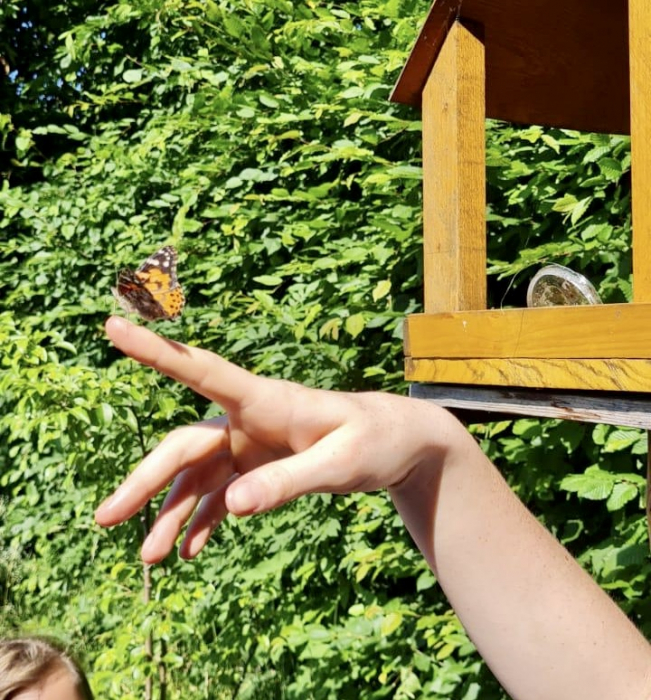 schmetterling1.jpg schmetterling1.jpg